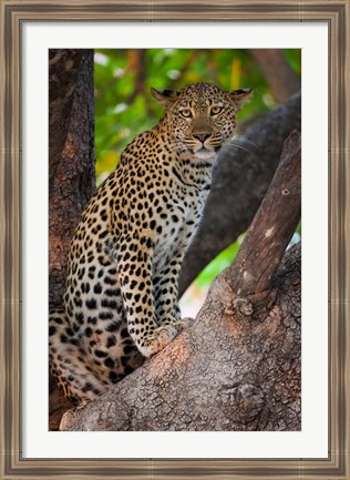 Framed Leopard, Botswana Print