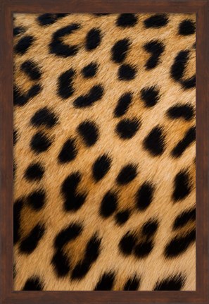 Framed Leopard, Okavango Delta, Botswana Print