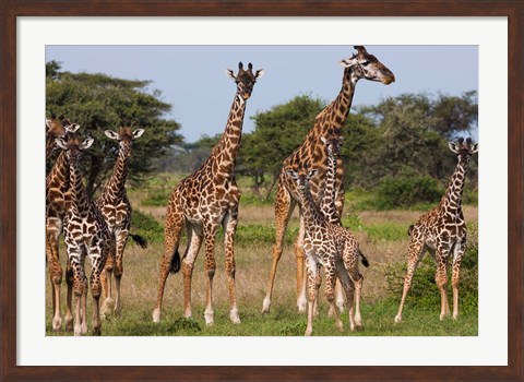 Framed Maasai giraffe, Serengeti NP, Tanzania. Print