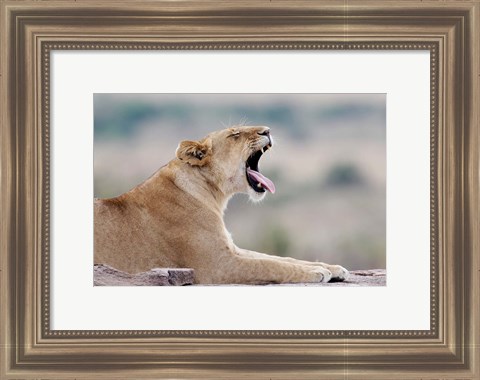 Framed Kenya, Masai Mara NWR, Keekorok Lodge. African lion Print