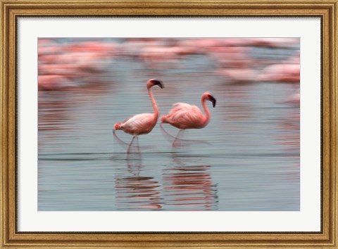 Framed Lesser Flamingo tropical birds, Lake Nakuru NP, Kenya Print