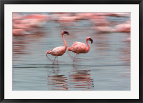 Framed Lesser Flamingo tropical birds, Lake Nakuru NP, Kenya Print