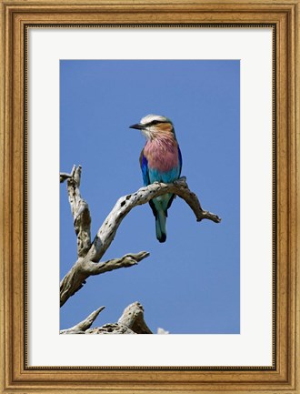 Framed Lilac breasted Roller bird, Masai Mara, Kenya Print