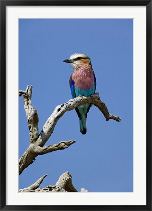 Framed Lilac breasted Roller bird, Masai Mara, Kenya Print