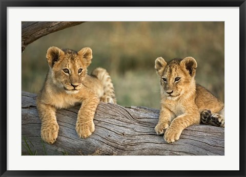 Framed Lion Cubs on Log, Masai Mara, Kenya Print