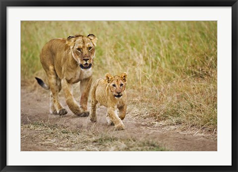 Framed Lioness with her cub in tire tracks, Masai Mara, Kenya Print