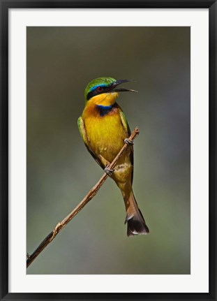 Framed Little Bee Eater, Bird, Samburu Game Reserve, Kenya Print