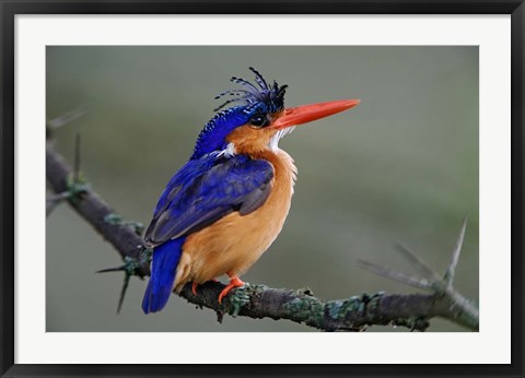 Framed Malachite Kingfisher, Lake Nakuru National Park, Kenya Print