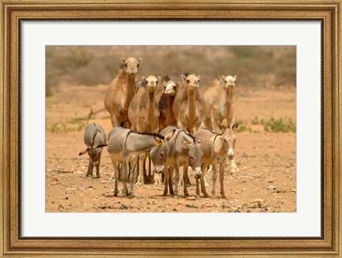 Framed Mauritania, Adrar, Camels and donkeys going to the well Print