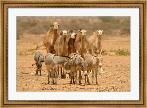 Framed Mauritania, Adrar, Camels and donkeys going to the well Print