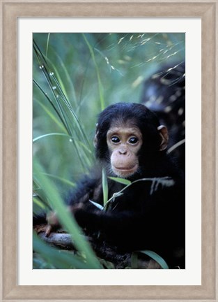 Framed Infant Chimpanzee, Tanzania Print