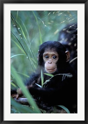 Framed Infant Chimpanzee, Tanzania Print