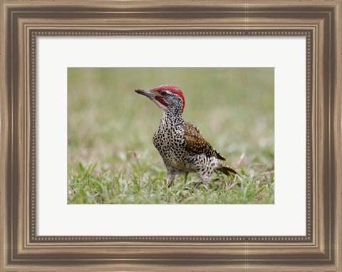Framed Kenya, Masai Mara NWR, Nubian woodpecker bird Print