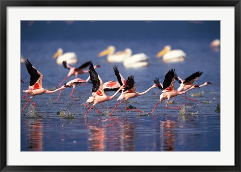 Framed Lesser Flamingos running on water, Lake Nakuru National Park, Kenya Print