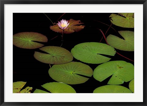 Framed Lily Pads, Okavango Delta, Botswana Print