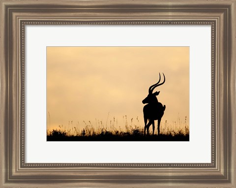 Framed Impala With Oxpecker Bird, Nakuru National Park, Kenya Print