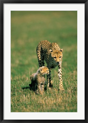 Framed Kenya, Masai Mara Game Reserve, Cheetah with cub Print