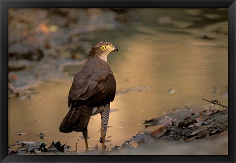 Framed Madagascar, Eastern dry forest. Henst&#39;s Goshawk bird Print