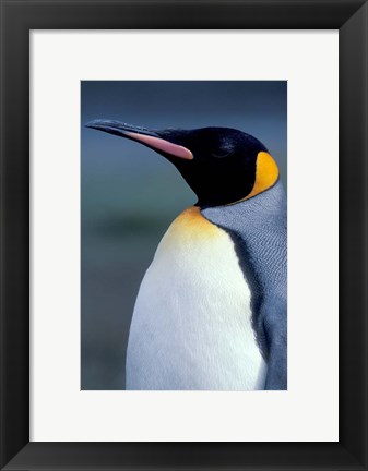 Framed King Penguin, South Georgia Island, Antarctica Print