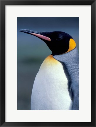 Framed King Penguin, South Georgia Island, Antarctica Print