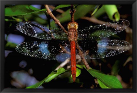 Framed Madagascar, Ankarana Reserve, Malagasy Dragonfly insect Print