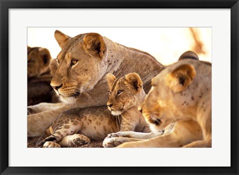 Framed Lion cub among female lions, Samburu National Game Reserve, Kenya Print