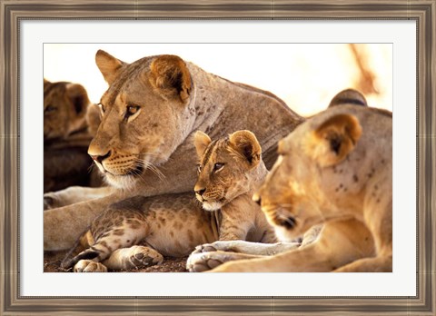 Framed Lion cub among female lions, Samburu National Game Reserve, Kenya Print