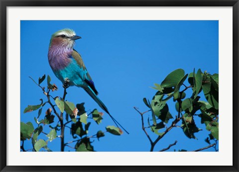 Framed Lilac-Breasted Roller in Savuti Marsh, Chobe National Park, Botswana Print