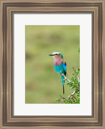 Framed Kenya, Masai Mara. Lilac-breasted roller bird Print