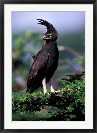 Framed Kenya. Long-crested Eagle (lophaetus occipitalis) Print