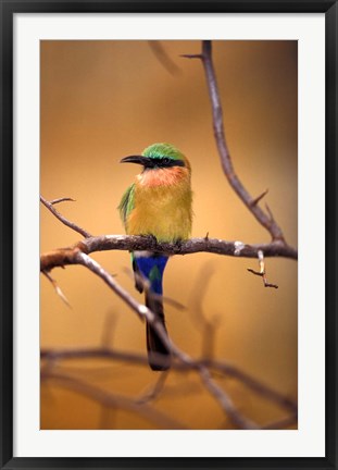 Framed Kenya. Red-throated bee eater bird- Print