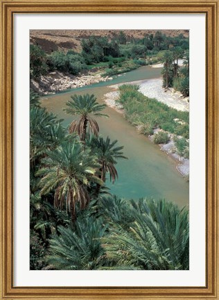 Framed Lush Palms Line the Banks of the Oued (River) Ziz, Morocco Print