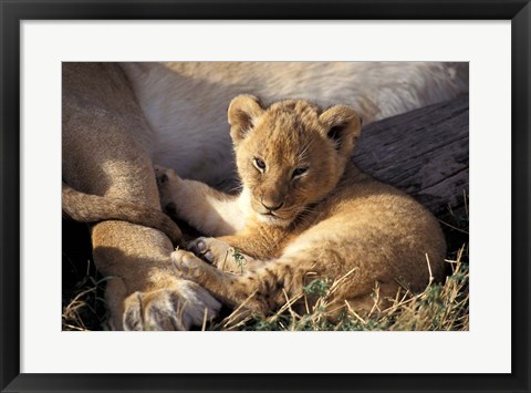 Framed Kenya, Masai Mara. Six week old Lion cub (Panthera leo) Print