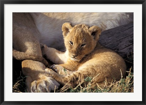 Framed Kenya, Masai Mara. Six week old Lion cub (Panthera leo) Print