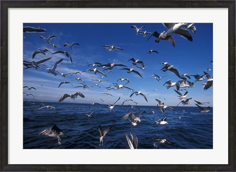 Framed Kelp Gulls, South Africa Print