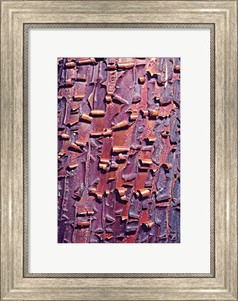 Framed Madrone Tree Bark Abstract pattern Print