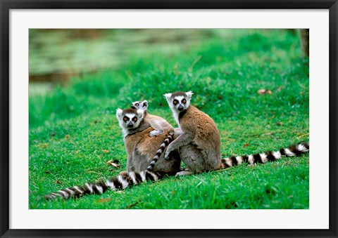 Framed Madagascar, Antananarivo, Ring-tailed lemur, primate Print