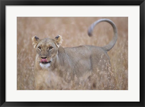 Framed Lioness in Tall Grass on Savanna, Masai Mara Game Reserve, Kenya Print