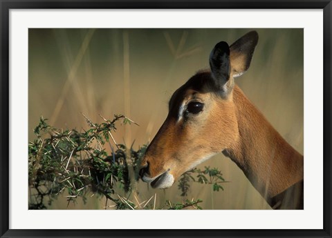 Framed Kenya, Lake Nakuru NP, Impala wildlife Print