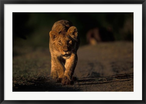 Framed Lion Cub Stalking, Masai Mara Game Reserve, Kenya Print