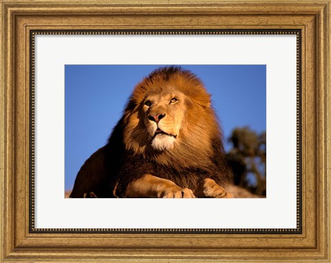 Framed Lion, Masai Mara, Kenya Print