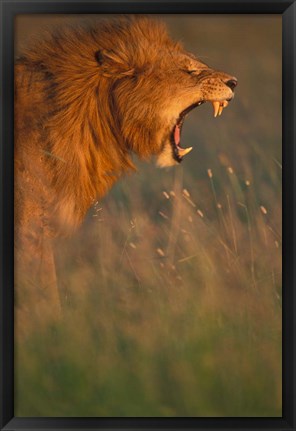 Framed Kenya, Masai Mara Game Reserve, Lion, grass, savana Print