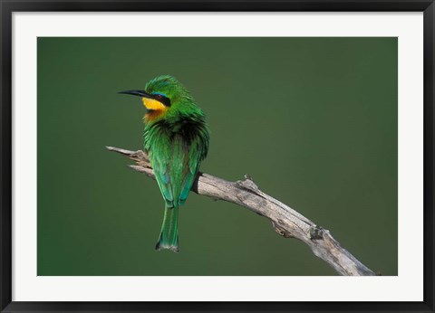 Framed Kenya, Masai Mara Game Reserve, Little Bee Eater bird Print