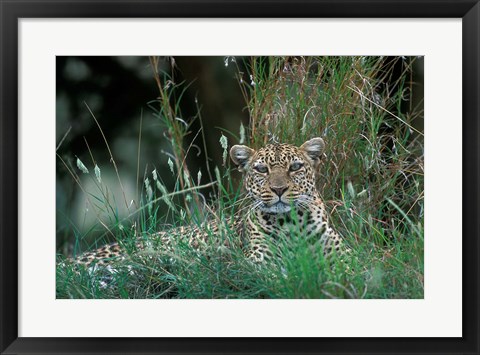 Framed Leopard Resting along Telek River, Masai Mara Game Reserve, Kenya Print