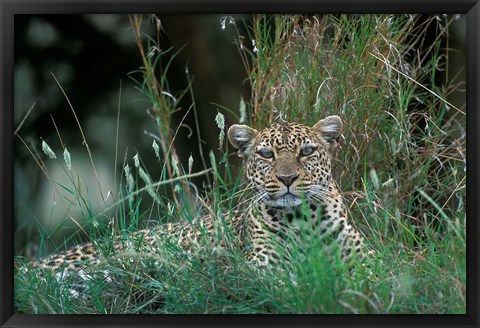 Framed Leopard Resting along Telek River, Masai Mara Game Reserve, Kenya Print