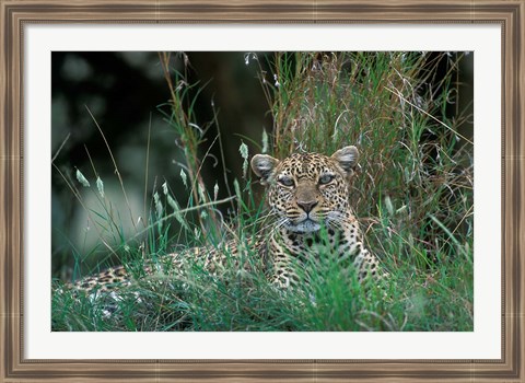 Framed Leopard Resting along Telek River, Masai Mara Game Reserve, Kenya Print