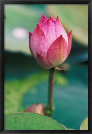 Framed Lotus flower bud, Hangzhou, Zhejiang Province, China Print