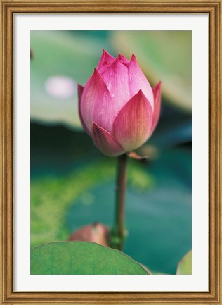 Framed Lotus flower bud, Hangzhou, Zhejiang Province, China Print