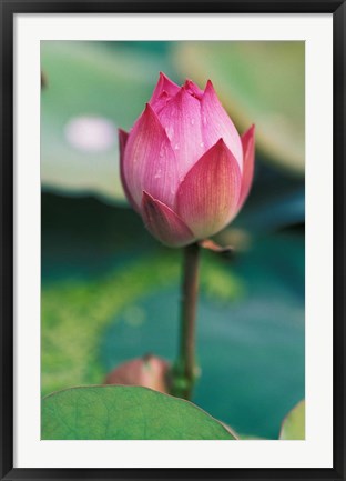 Framed Lotus flower bud, Hangzhou, Zhejiang Province, China Print