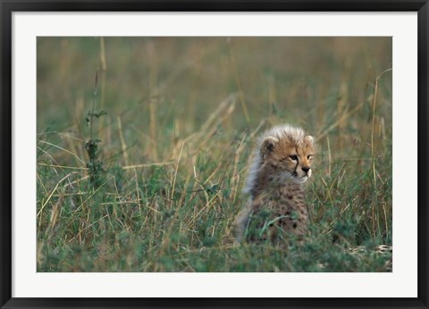 Framed Kenya, Masai Mara Game Reserve, Cheetah, Savanna Print